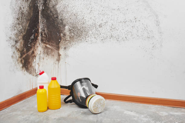 Best Office Mold Removal Services  in Kealakekua, HI