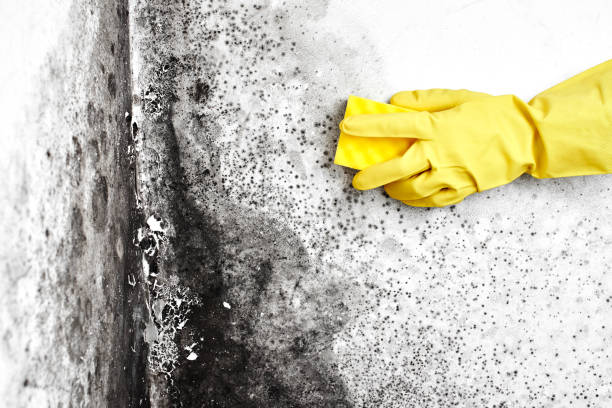 Best Affordable Mold Removal  in Kealakekua, HI