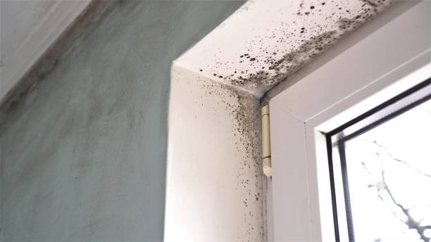 Professional Mold Removal in Kealakekua, HI