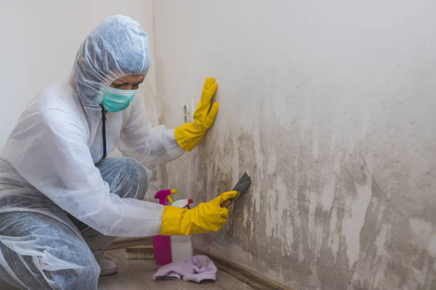 Best Mold Removal Process  in Kealakekua, HI