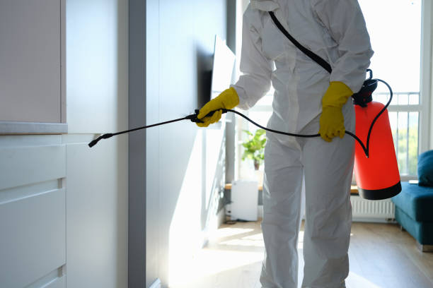 Mold Removal Process in Kealakekua, HI