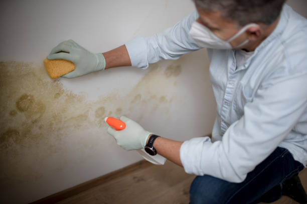 Best Black Mold Removal  in Kealakekua, HI