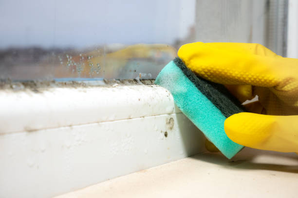 Best Emergency Mold Removal  in Kealakekua, HI