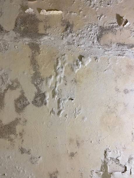 Best Crawl Space Mold Removal  in Kealakekua, HI