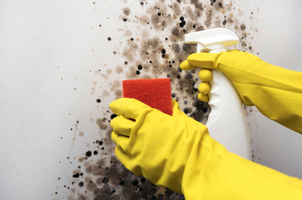 Mold Testing and Removal in Kealakekua, HI