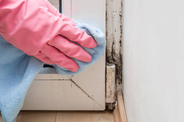 Certified Mold Removal in Kealakekua, HI